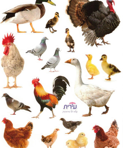 עופות כשרים - חיתוך לייזר