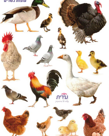 עופות כשרים - חיתוך לייזר